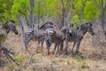 Plains zebra, Equus quagga, Zimbabwe Royalty Free Stock Photo