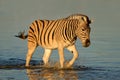 Plains Zebra, Etosha National Park, Namibia Royalty Free Stock Photo