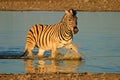 Plains Zebra, Etosha National Park, Namibia Royalty Free Stock Photo