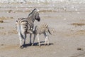 Plains Zebra foal drinking at mother Royalty Free Stock Photo