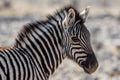 Plains zebra foal portrait Equus quagga Royalty Free Stock Photo