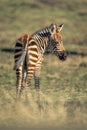 Plains zebra foal stands looking over shoulder Royalty Free Stock Photo