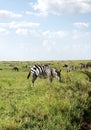 Plains Zebra Grazing in Serengeti Natioal Park, Tanzania Royalty Free Stock Photo