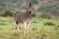 Plains Zebra Royalty Free Stock Photo