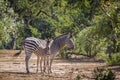 Plains zebra in Kruger National park, South Africa Royalty Free Stock Photo