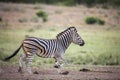 Plains zebra in Kruger National park, South Africa Royalty Free Stock Photo