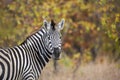 Plains zebra in Kruger National park, South Africa Royalty Free Stock Photo