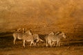 Plains zebra in Kruger National park, South Africa