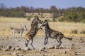 Plains zebra in Kruger National park, South Africa Royalty Free Stock Photo