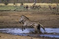 Plains zebra in Kruger National park, South Africa Royalty Free Stock Photo