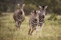 Plains zebra in Kruger National park, South Africa Royalty Free Stock Photo