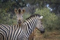 Plains zebra in Kruger National park, South Africa Royalty Free Stock Photo