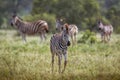 Plains zebra in Kruger National park, South Africa Royalty Free Stock Photo