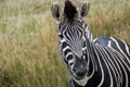 Plains zebra looking to camera, photographed at Port Lympne Safari Park, Ashford, Kent UK. Royalty Free Stock Photo