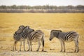 Plains Zebra Mare and Foal Resting on Each Other Royalty Free Stock Photo