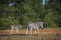 Plains zebra in Kruger National park, South Africa Royalty Free Stock Photo