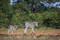 Plains zebra in Kruger National park, South Africa Royalty Free Stock Photo