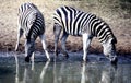 Plains Zebra pair at Mkhuze Game Reserve waterhole plateau in the Mt. Zebra National Park.