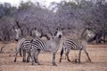 Plains Zebra Royalty Free Stock Photo