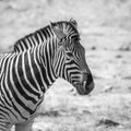 Plains zebra in Kruger National park, South Africa Royalty Free Stock Photo