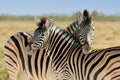 Portrait of two plains zebras, Etosha National Park, Namibia Royalty Free Stock Photo