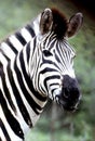 Plains Zebra portrait at Hluhluwe-Umfolozi Game Reserve