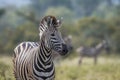 Plains zebra in Kruger National park, South Africa Royalty Free Stock Photo