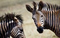 Plains Zebra, Rhino and Lion Nature Reserve, South Africa