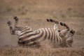 Plains zebra rolling on back in grass