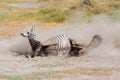 Plains zebra rolling in dust Royalty Free Stock Photo