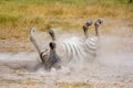 Plains zebra rolling in dust Royalty Free Stock Photo