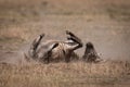 Plains zebra rolling in dust on grassland Royalty Free Stock Photo
