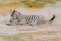 Plains zebra rolling in dust Royalty Free Stock Photo