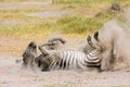 Plains zebra rolling in dust Royalty Free Stock Photo