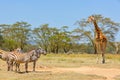 Plains Zebra and Rothschild Giraffe, Lake Nakuru, Kenya Royalty Free Stock Photo