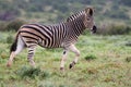 Plains Zebra Running Royalty Free Stock Photo