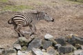 Plains zebra Royalty Free Stock Photo