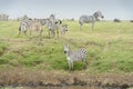 Plains Zebra small herd in Ngorongoro crater Royalty Free Stock Photo