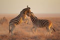 Two plains zebra stallions fighting, Etosha National Park, Namibia Royalty Free Stock Photo