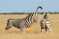 Plains zebra stallions fighting - Etosha Royalty Free Stock Photo