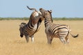 Plains zebra stallions fighting - Etosha Royalty Free Stock Photo
