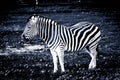 The Plains Zebra standing on grass - stylized black and white po