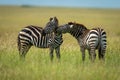Plains zebra stands leaning to bite another Royalty Free Stock Photo