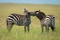 Plains zebra stands stretching to bite another Royalty Free Stock Photo