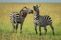 Plains zebra stands swinging to bite another Royalty Free Stock Photo
