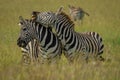 Plains zebra stands trying to bite another Royalty Free Stock Photo
