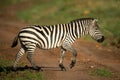 Plains zebra trots across track in grassland