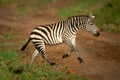 Plains zebra trots across track in savannah