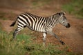 Plains zebra trots over ditch beside track