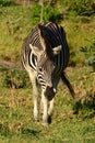 Plains zebra walking in grassland of South African game farm Royalty Free Stock Photo